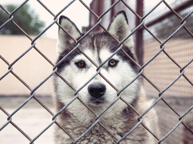chien abandonné