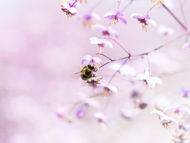 Over de bloemetjes en de bijtjes