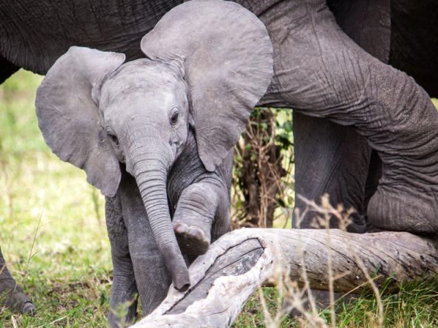 Elephanteau
