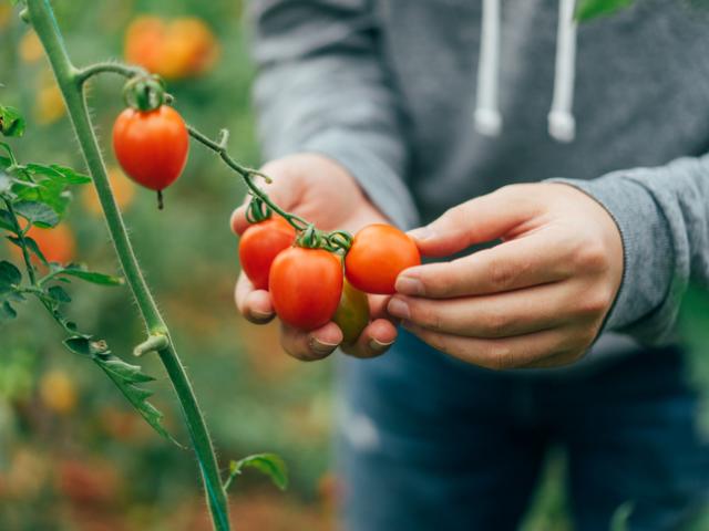 tomaten tips