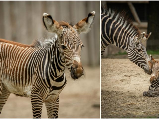 zebra plankendael