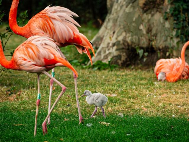 zoo flamingo
