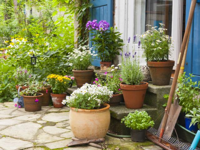 planten in pot