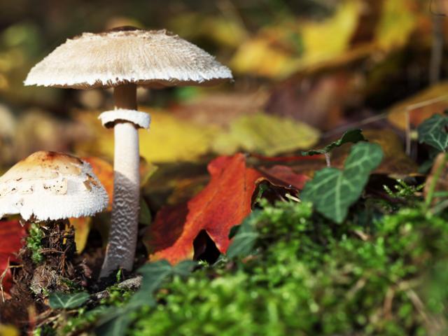 paddenstoelen tuin