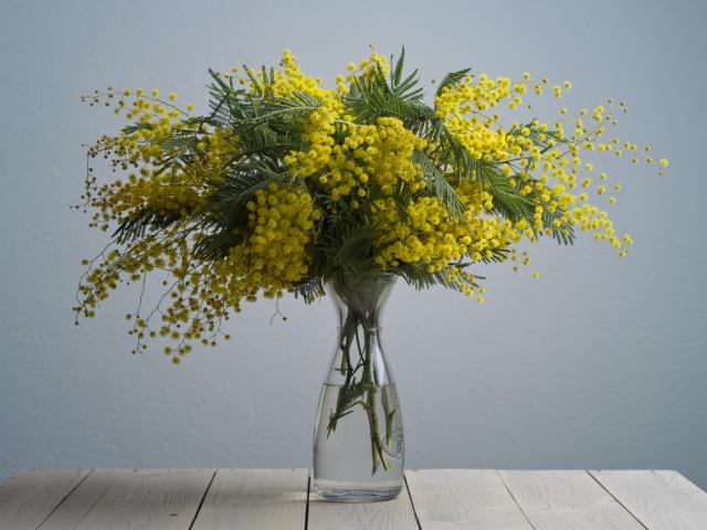 Bouquet de mimosa