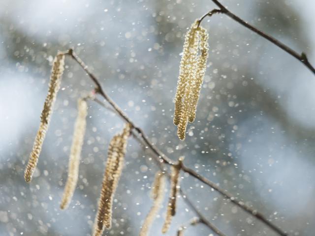Janvier et février, la saison des pollens commencent avec ceux de l'aulne et du noisetier