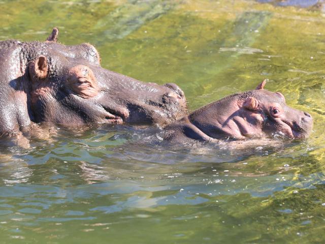 baby nijlpaard
