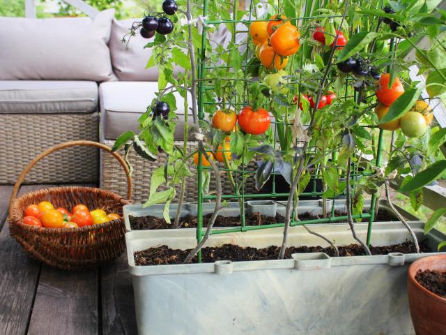 16 légumes à cultiver sur son balcon