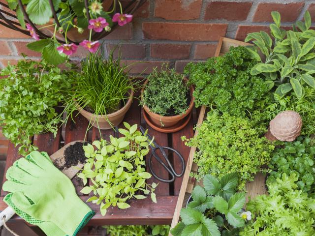 6 herbes aromatiques à cultiver sur son balcon