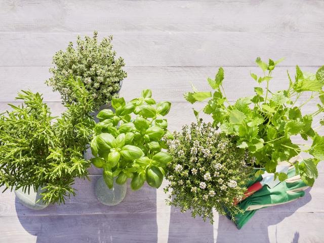 Associer les plantes aromatiques