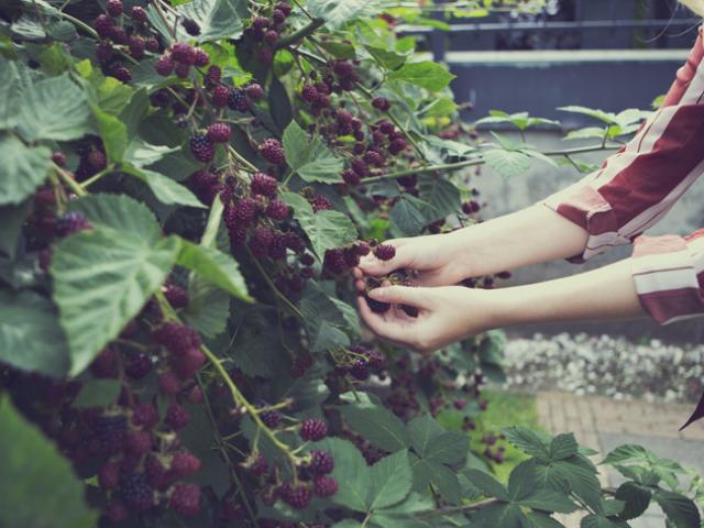 fruittuin aanleggen