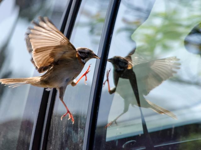 vogel tegen het raam