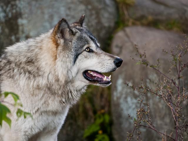 wolf in Vlaanderen