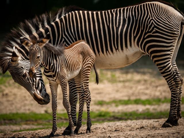 zebra geboren