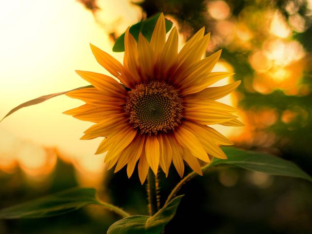 zonnebloemen
