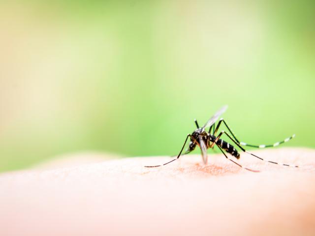 muggenbeten