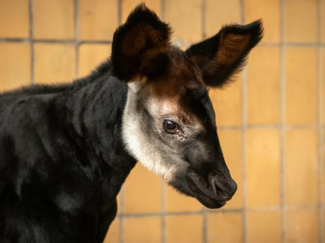 okapi zoo antwerpen