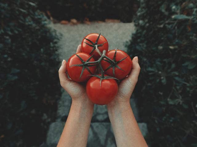 pincer tomates