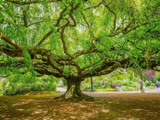 mooiste bomen van België