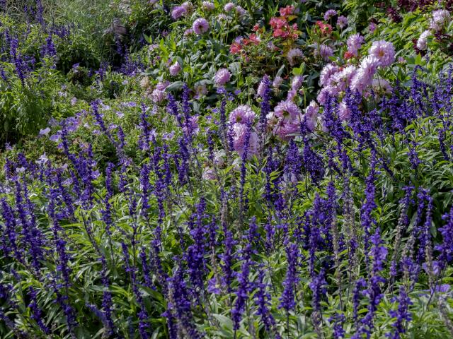 paarse bloemen tuin