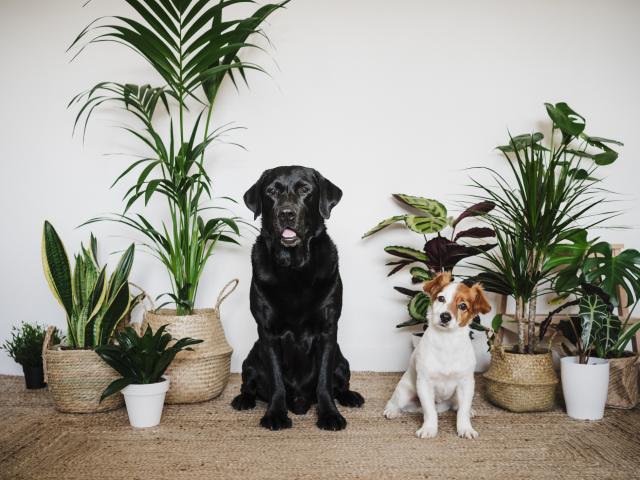 kamerplanten giftig huisdieren