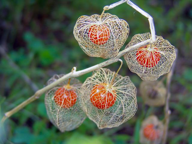 lampionplant