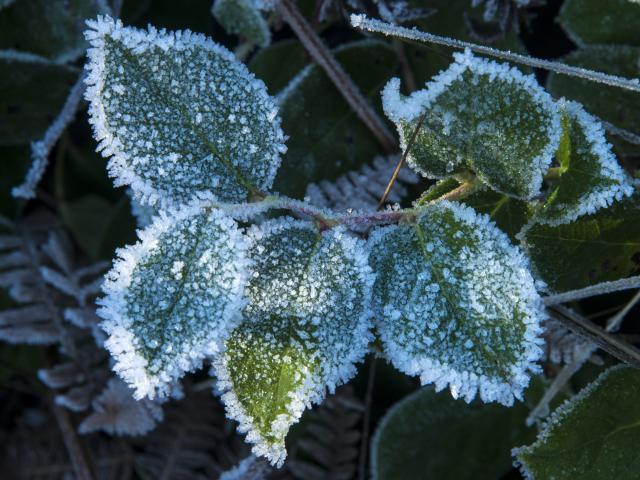 planten beschermen