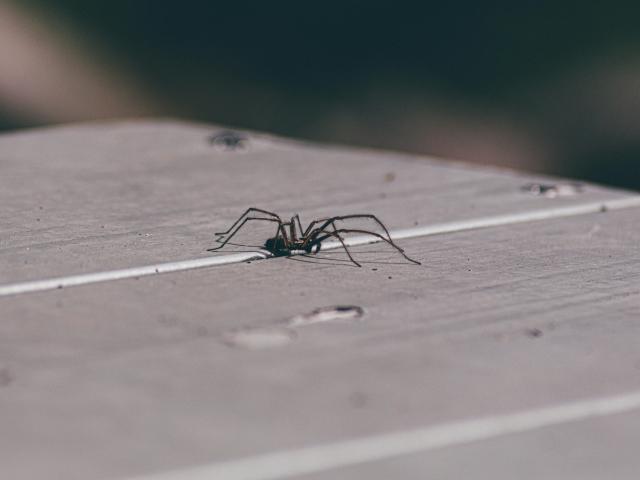 araignées hiver