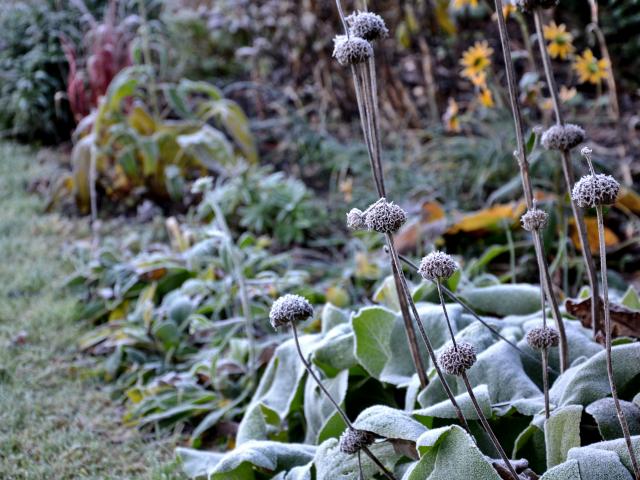 wintergroene planten