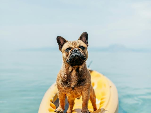 chien chaud