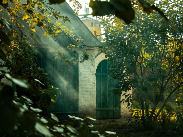 élaguer arbre