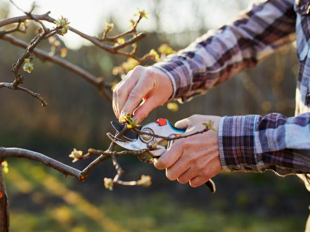 appelboom snoeien