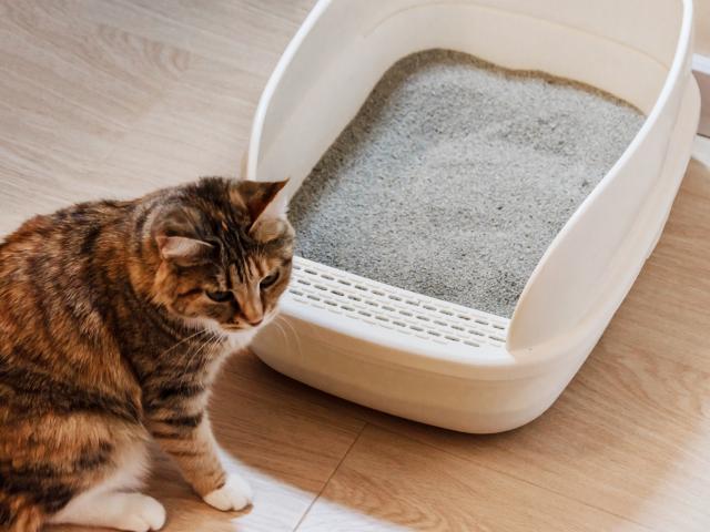 kattenbak