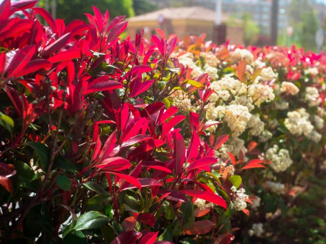 photinia glansmispel