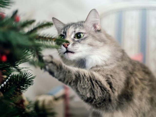 kat uit de kerstboom houden