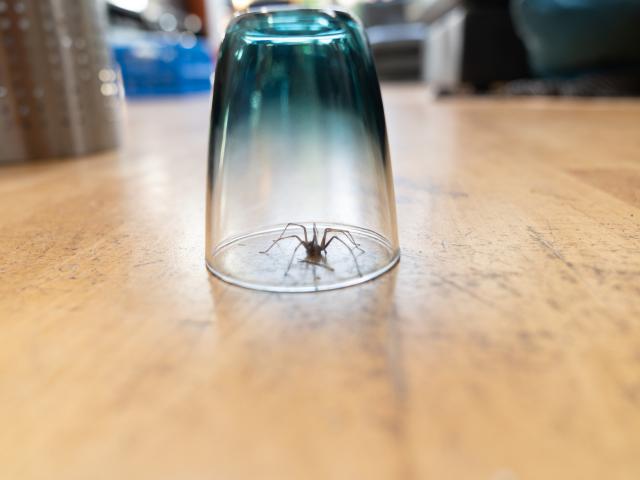 spinnen in huis