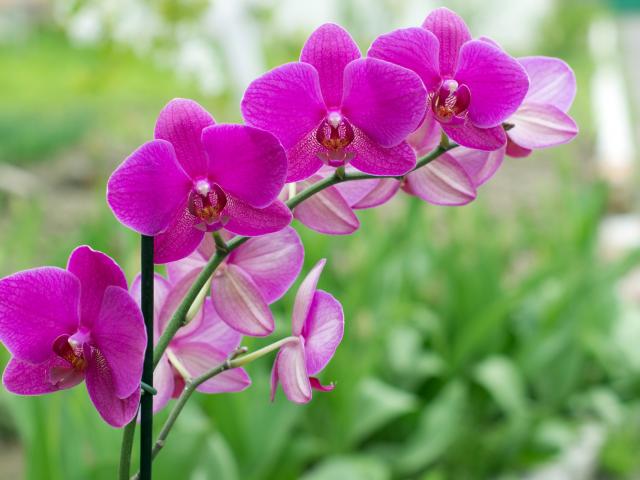 orchidee opnieuw bloeien