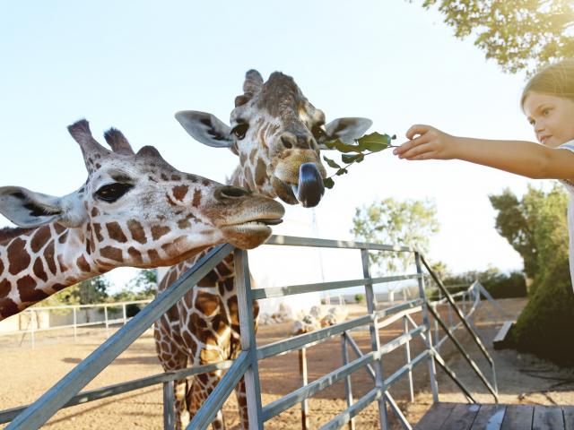 dierentuinen belgië