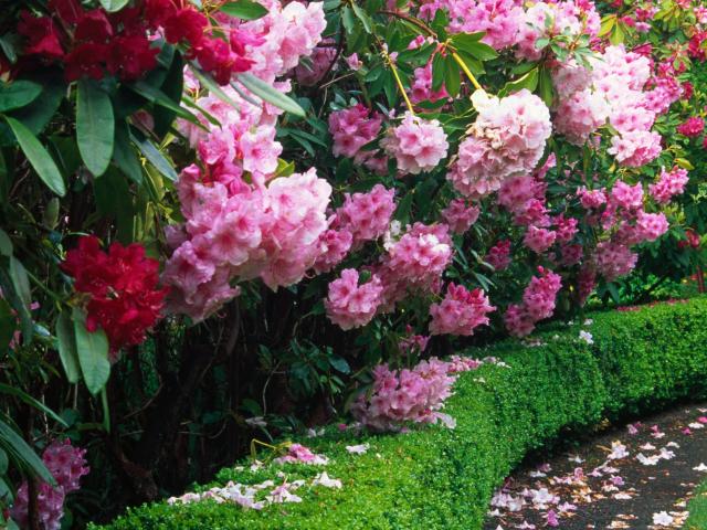 rododendron