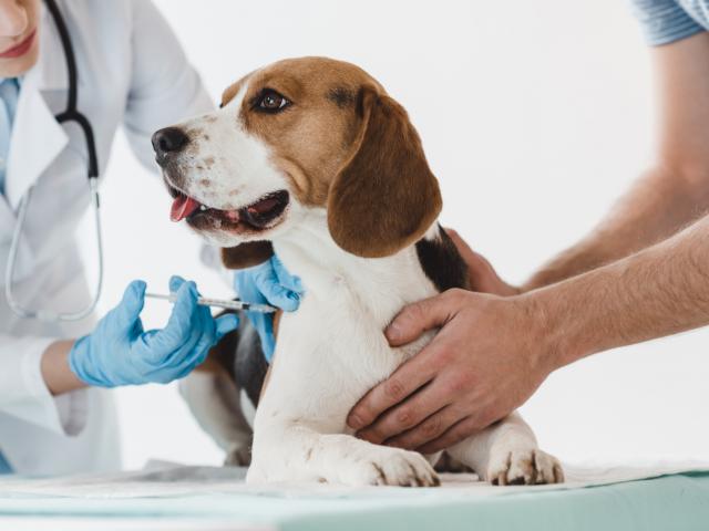 bang voor dierenarts