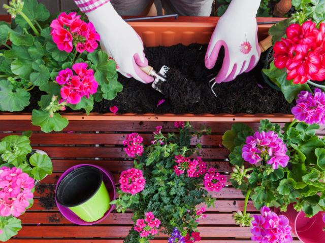 fleurs jardinière jardinage plantes