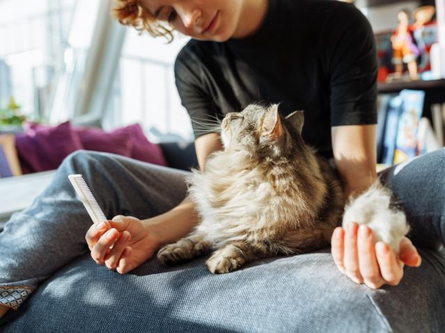 kat, klitten
