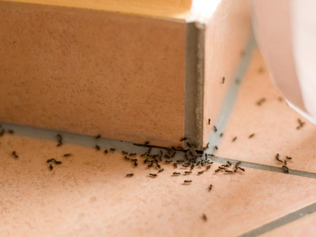 Fourmis maison
