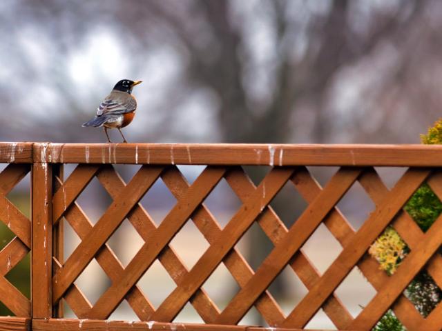 vogelpoep verwijderen