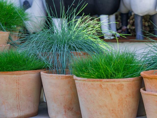Siergrassen in pot