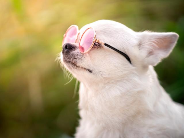 hond verbranden, zonnecrème