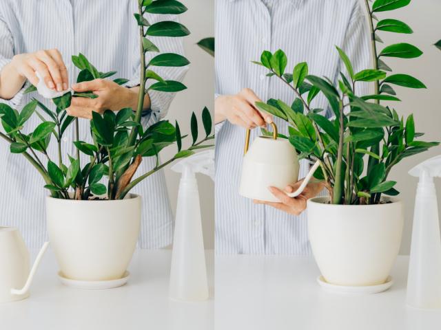zz-plant