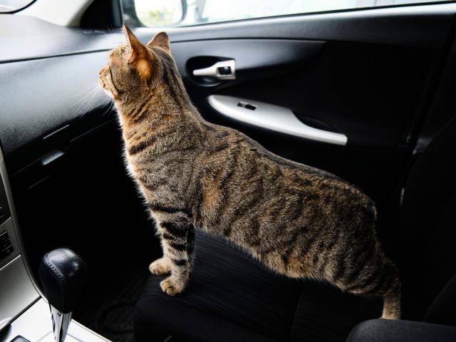 kat in de auto