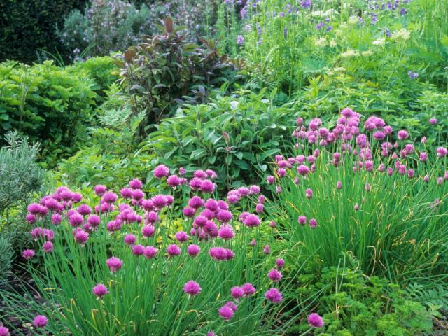 Jardin vert fleurs violettes