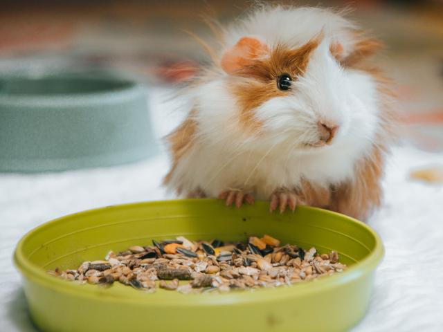 cavia vitamine C